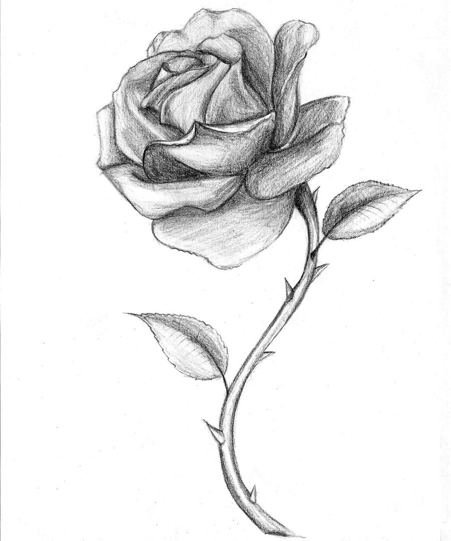 Black Rose Drawing Bleeding