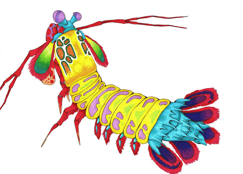 mantis shrimp coloring pages - photo #30