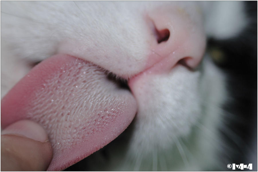 Cat's tongue - detail by iv4n4 on DeviantArt