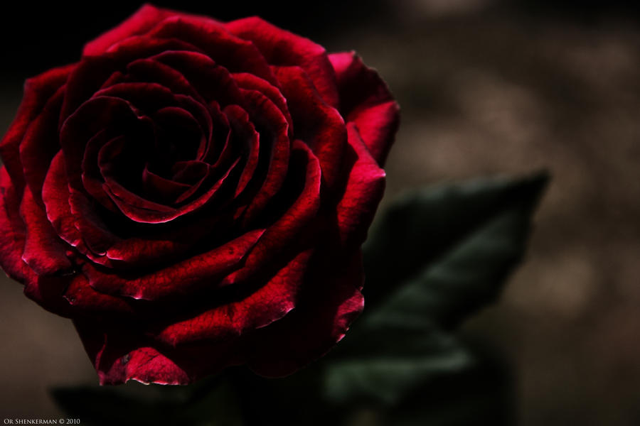 dark_red_rose_by_shenk1337.jpg