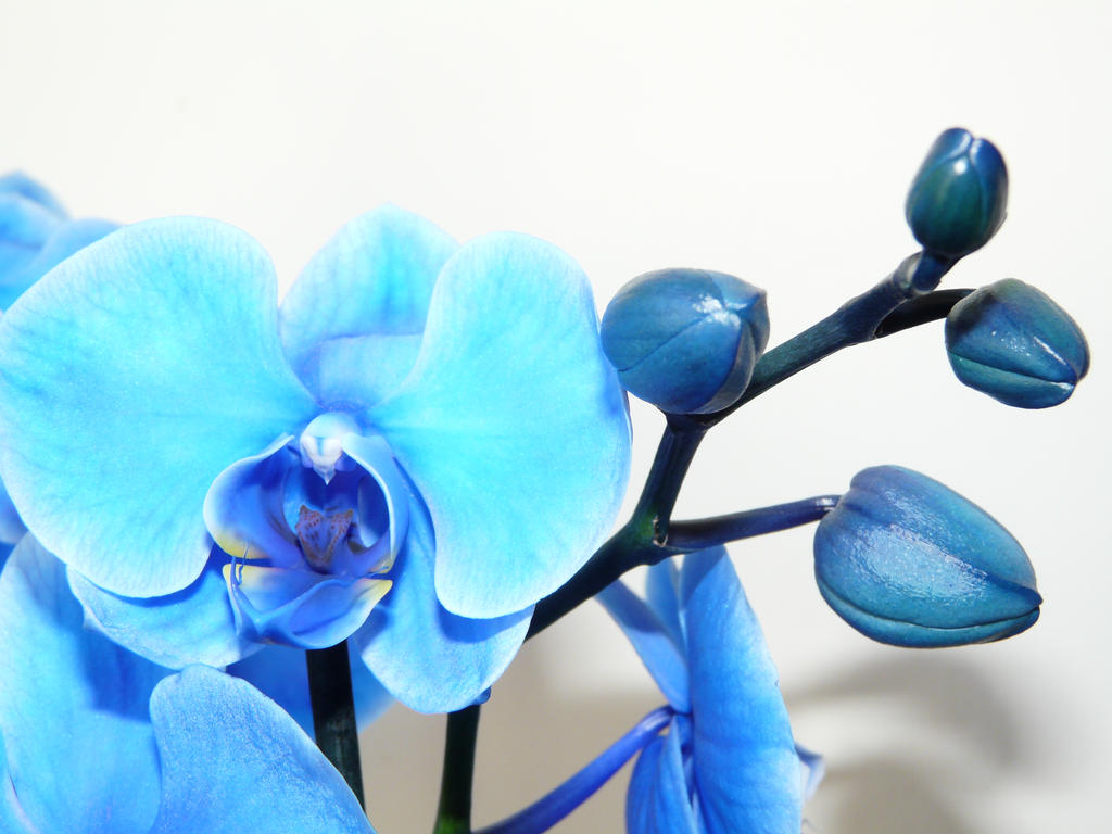 Orchid Phalaenopsis Blue