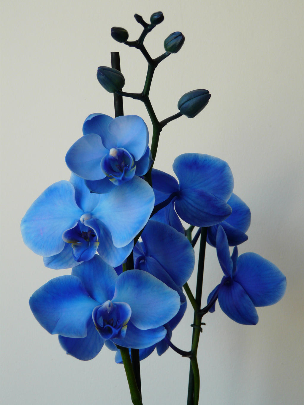 Blue Orchid Flower Drawing