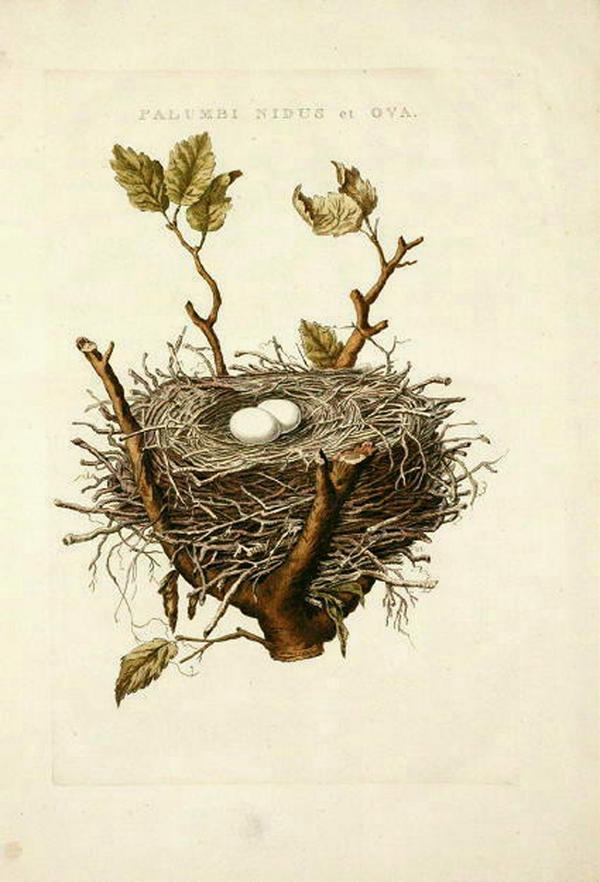 bird nest clipart - photo #36