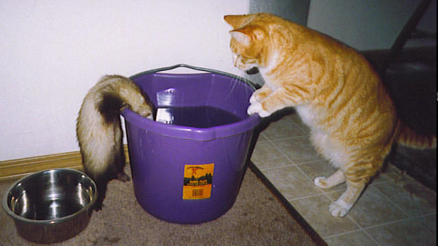 friends__a_ferret_and_cat.jpg