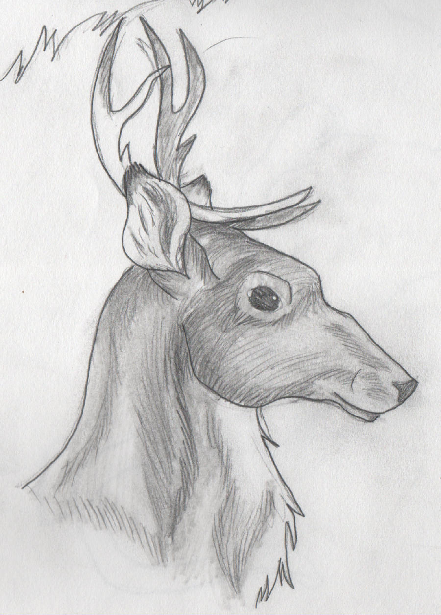 Shaded Reindeer by DrawingMaster1 on DeviantArt