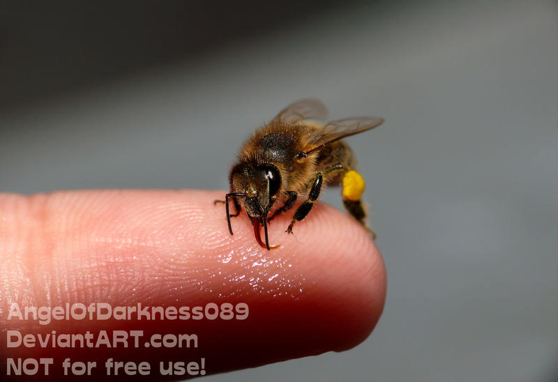 Cute Honey Bee - Hand feeding by AngelOfDarkness089 on ...
