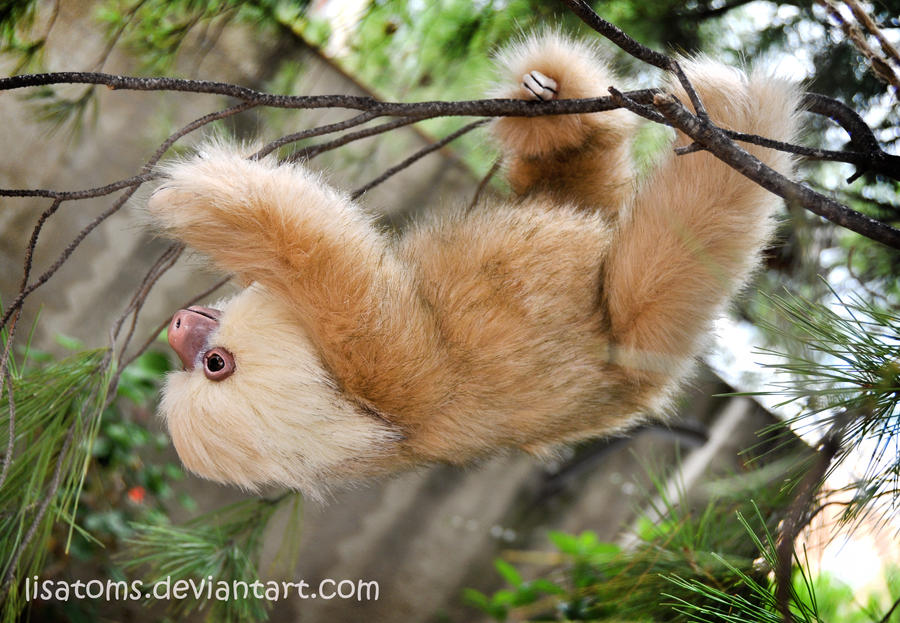 Hoffman's two-toed sloth by LisaToms on DeviantArt